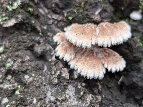 Schizophyllum commune