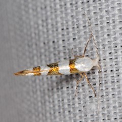 Argyresthia