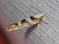 Argyresthia