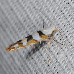 Argyresthia