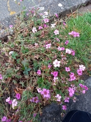 Angiospermae