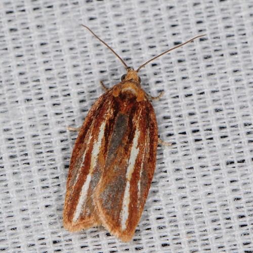 Eastern Black-headed Budworm Moth (Acleris variana) · iNaturalist
