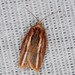 Eastern Black-headed Budworm Moth - Photo (c) Jason M Crockwell, some rights reserved (CC BY-NC-ND), uploaded by Jason M Crockwell