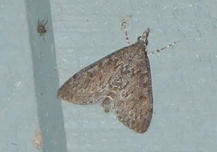 Saucrobotys futilalis