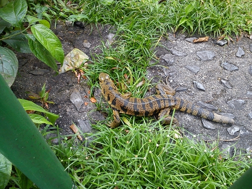 Tupinambis cryptus