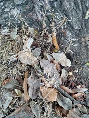 Angiospermae