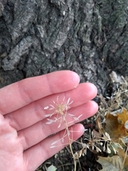 Angiospermae