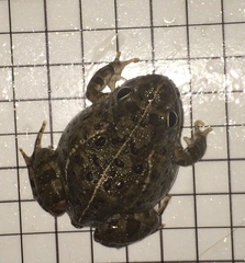 Tomopterna delalandii