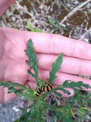 Tyria jacobaeae