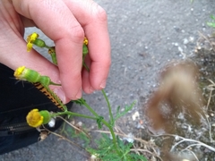 Tyria jacobaeae