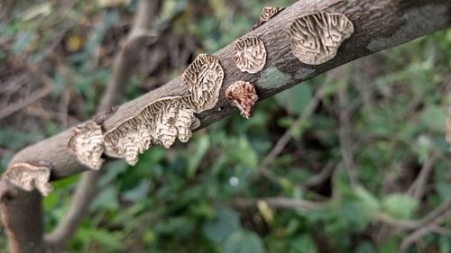 Daedaleopsis styracina