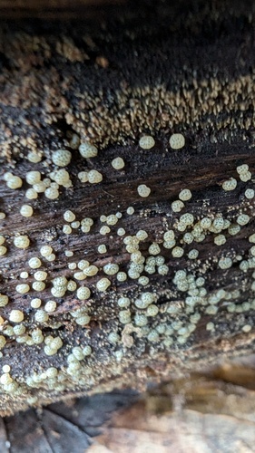 Trichoderma