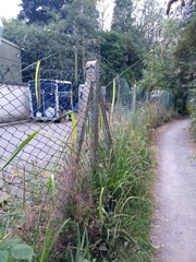 Carex pendula