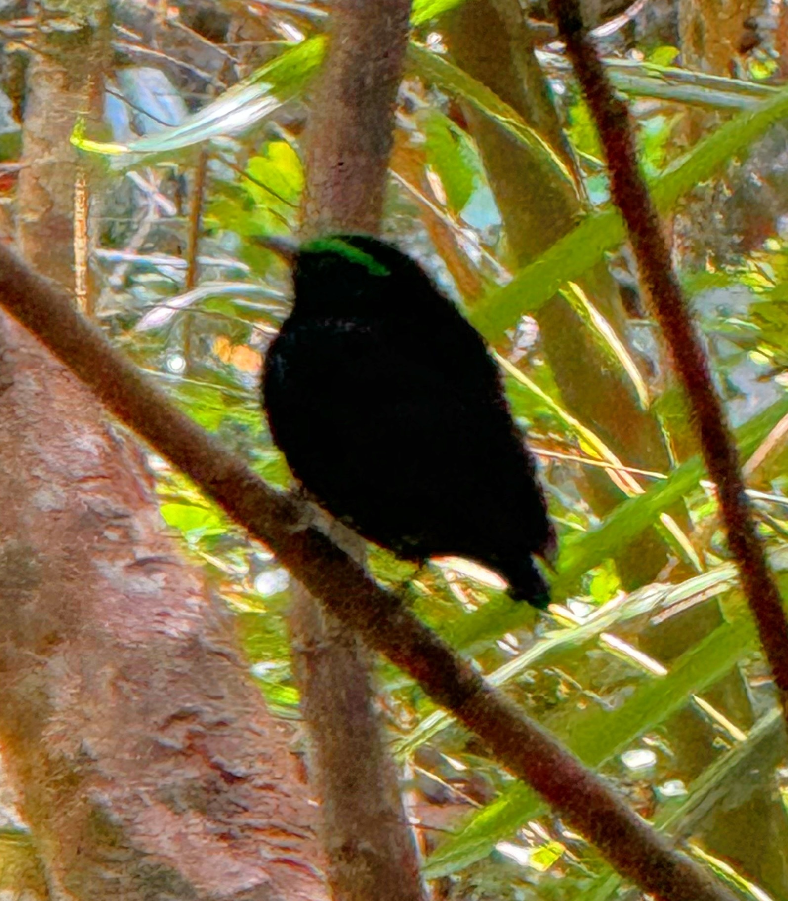 Velvet Asity (Philepitta castanea), photo 6