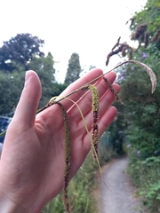 Carex pendula
