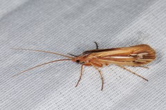 Limnephilus ornatus