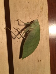 Phylloptera