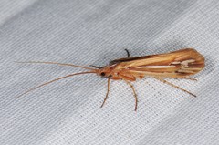 Limnephilus ornatus