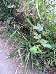 Carex pendula