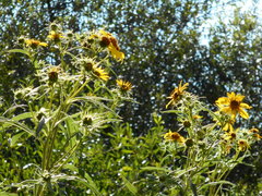 Helianthus californicus