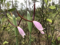 Cleistesiopsis divaricata