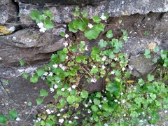 Cymbalaria muralis