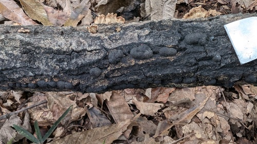 Annulohypoxylon truncatum