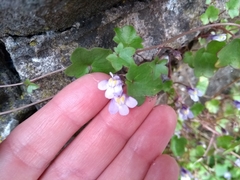 Cymbalaria muralis