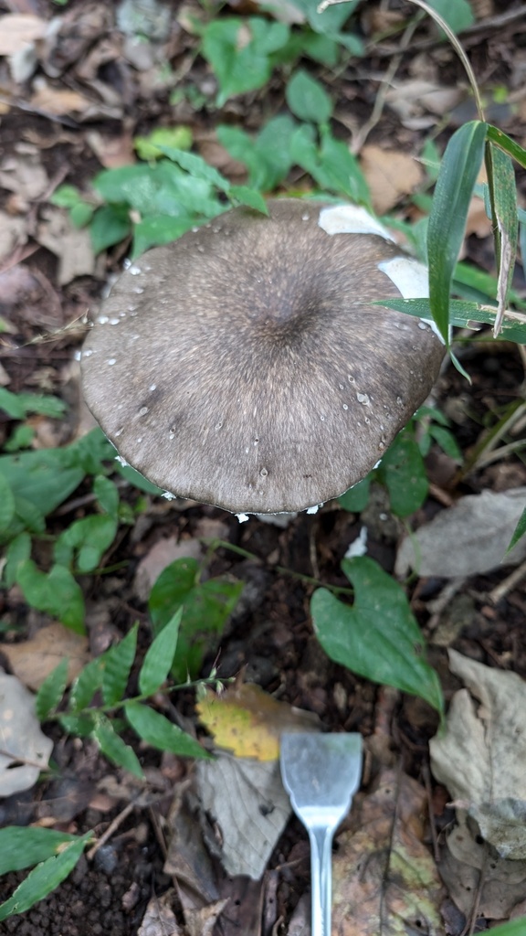 Amanita pseudoporphyria · October 2024 · photo: © atsushi_nakajima_cirque (iNaturalist, cc-by)