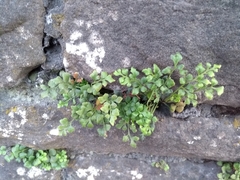 Asplenium ruta-muraria