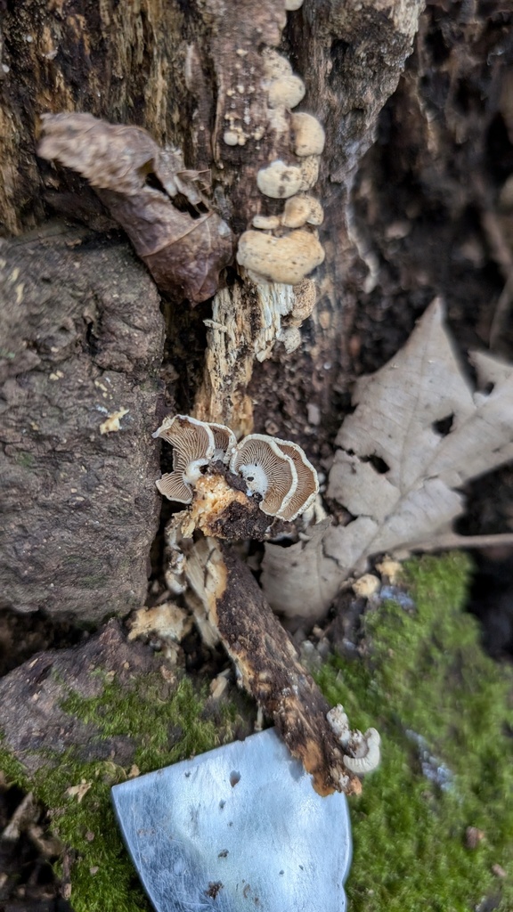 Panellus stipticus · October 2024 · photo: © atsushi_nakajima_cirque (iNaturalist, cc-by)