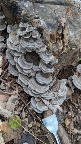 Trametes versicolor