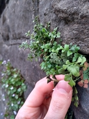Asplenium ruta-muraria