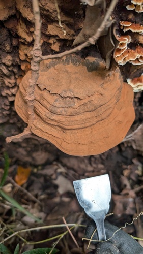 Ganoderma applanatum