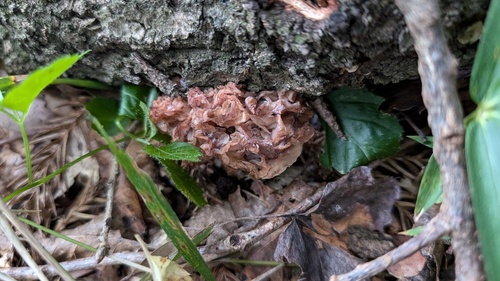 Phaeotremella foliacea