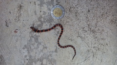 Geophis semidoliatus