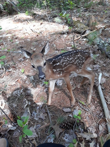 White-tailed Deer photographed in Massachusetts