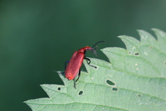 Pyrochroa serraticornis
