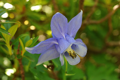 Aquilegia alpina