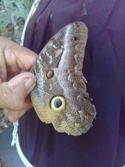 Caligo idomeneus