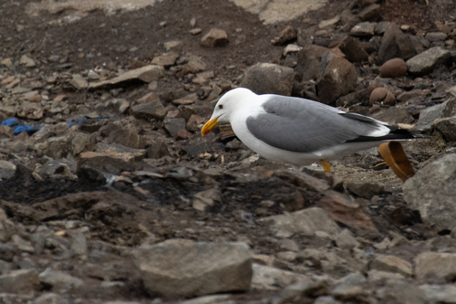 Heuglin’s Gull｜休氏鸥 参考照片