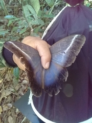 Caligo idomeneus