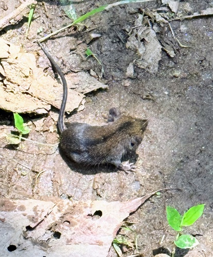 Drouhard's Shrew Tenrec