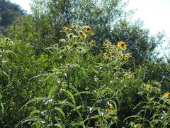 Helianthus californicus