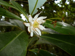 Drimys granadensis