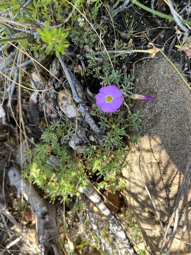 Image of Oxalis heterophylla by (c) Dave U, some rights reserved (CC BY-SA)