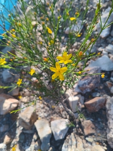 Image of Menodora decemfida by no rights reserved