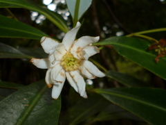 Drimys granadensis