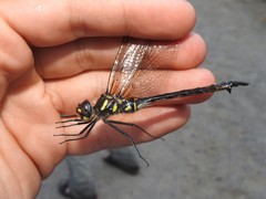 Somatochlora elongata