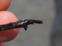 Somatochlora elongata